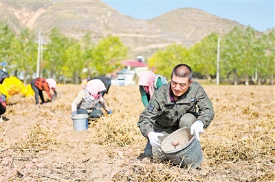 11月2日，農民在西吉縣馬蓮鄉張堡塬村田間收獲馬鈴薯。
    時下正值馬鈴薯收獲季節，固原市西吉縣的田間地頭呈現一派繁忙的收獲景象。
    馬鈴薯是西吉縣的特色產業。近年來，西吉縣已經形
    成了集生產、加工、銷售于一體的馬鈴薯全產業鏈發展模式。
    新華社記者 
    毛竹 攝