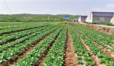 冷涼蔬菜標準化種植基地。