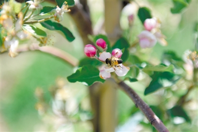 <p>　　岸邊蘋(píng)果花爭(zhēng)相吐蕊，引來(lái)蜜蜂采蜜忙。</p>