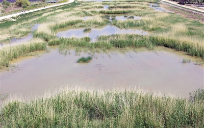 <p>　　←河道里水草豐茂，水質(zhì)清澈。</p>