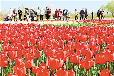     紅色——銀川花博園里盛開的郁金香紅似火焰。寧夏把良好生態環境作為最普惠的民生福祉，還百姓綠水青山，不斷滿足人民日益增長的優美生態環境需要。                 本報記者 馬楠 攝